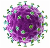 What is the human papillomavirus infection