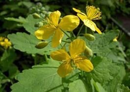 Celandine is the most effective herb to get rid of warts